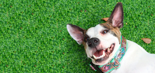 Best Dog Collars | Vintage Pet Collars | Dog Collars | Hazy Sunshine